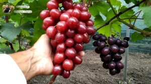 Виноград Памяти учителя. Ультра ранняя гибридная форма, очень вкусная и урожайная.