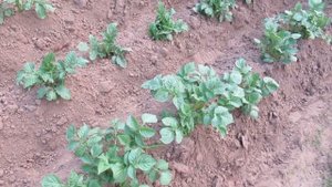 Зачем окучивать картофель и в чем польза