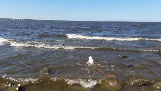 Три собаки в доме. Каково это? Все нюансы жизни с тремя разными питомцами смотреть онлайн