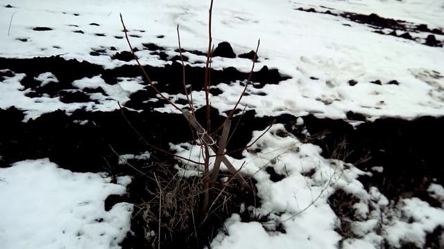 Бизнес на орехах! Доход с 1га 120 000грн. 20-и летние деревья смотреть онлайн