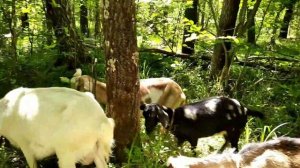 Козы. Содержание. Разведение. Козий дворик. Начало.