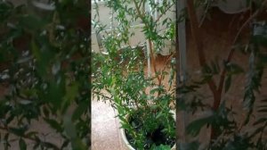 Почему не цветет деревце мирта в горшке