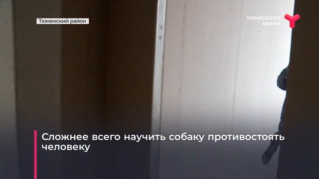 Обучение кинологов | Тюменский район смотреть онлайн