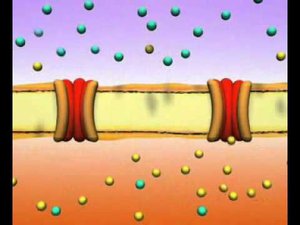 Нервная клетка