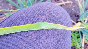 Сохнут кончики ЛУКА.Причины и устранение проблемы.