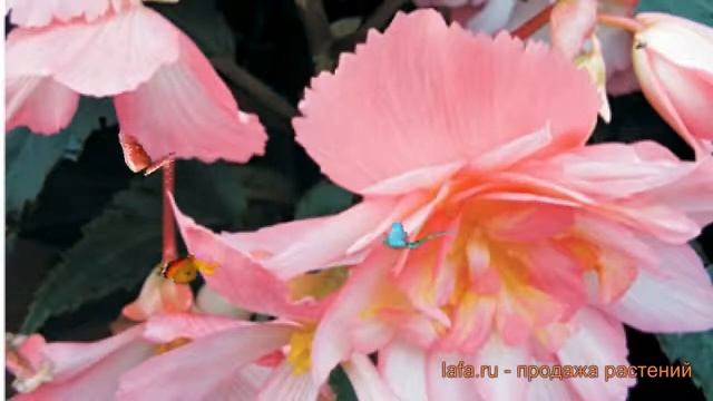 Бегония ампельная Розово-белая ? бегония Розово-белая обзор: как сажать семена бегонии Розово-белая смотреть онлайн