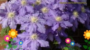 Клематис гибридный Лазурштерн. Краткий обзор, описание характеристик clematis Lasurstern