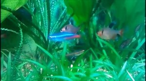 Аквариум 100 литров. Рыбки . Грунт аргиллит .