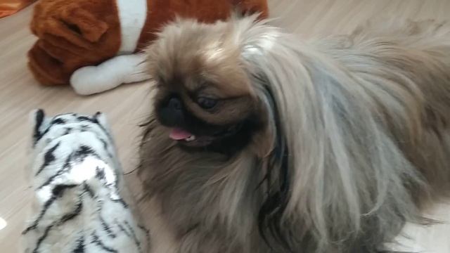 К ЧЕМУ НАДО БЫТЬ ГОТОВЫМ КОГДА В ДОМ ПОПАДАЕТ ПЕКИНЕС . смотреть онлайн