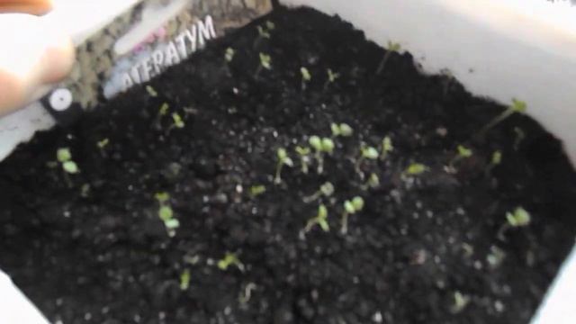лобелия выращивание из семян