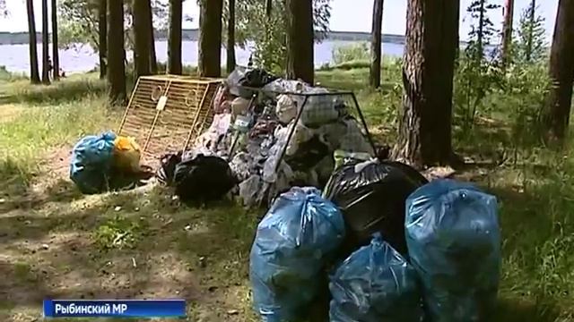 «Очистим лес от мусора!»: в Ярославской области продолжается масштабная экологическая акция смотреть онлайн