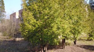 Заброшенный пионерский лагерь Чайка Полушкино 🥴