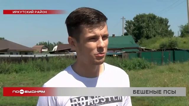 Стая бродячих собак нападает на людей и домашних животных в деревне Столбова Иркутского района