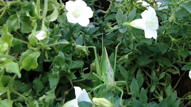 Нападение САРАНЧИ/КУЗНЕЧИКА смотреть онлайн