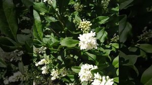 "мини сирень"