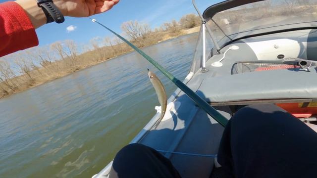 Открытие летнего сезона 2023. Tohatsu 18 vs Hankai 9.9 смотреть онлайн