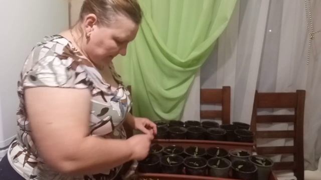 пикирование баклажан и перца//25 февраля 2022 г.