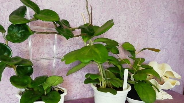 Хойи осенью. Планы на будущее.. #хойя #продажацветов #цветы #лианы #комнатныерастения #хойи