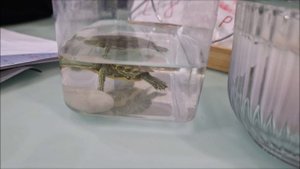 Распаковка подарков