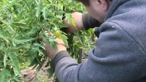 ? Томат ХЛЕБОСОЛЬНЫЙ в открытом грунте. Результаты "Вятки"