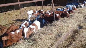 молодняк крс