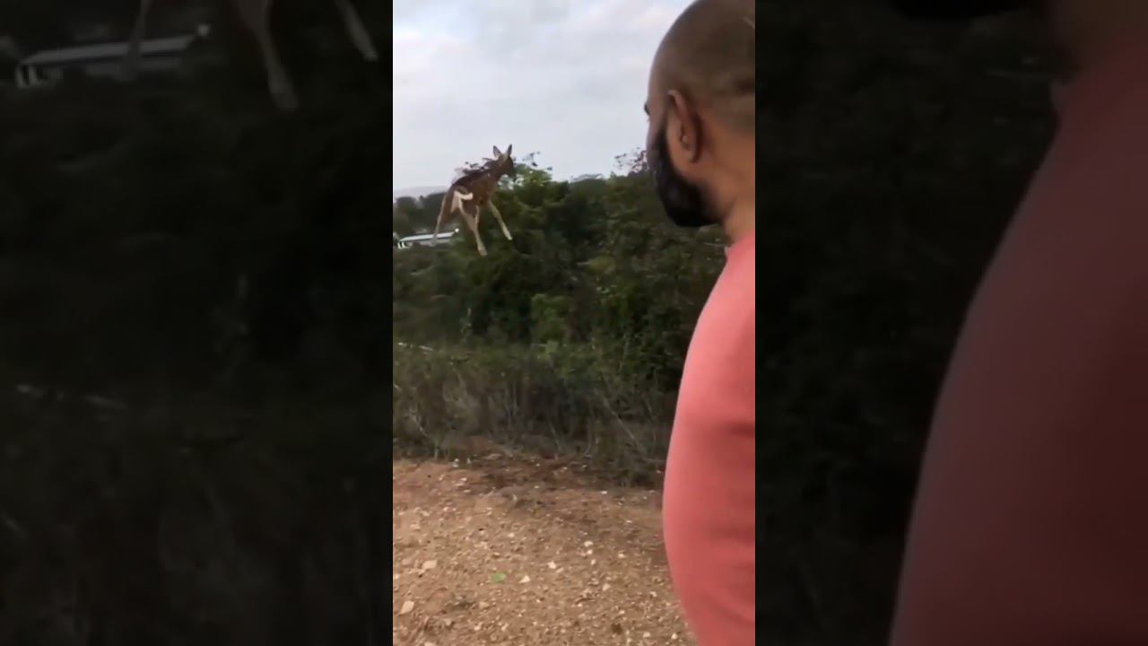 Летающий олень смотреть онлайн