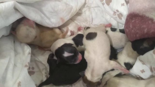 новорожденные чихуахуа 7 штук,Царица + Елисей,Шок , СИМФЕРОПОЛЬ Кастропуло Крым,многоплодный помет