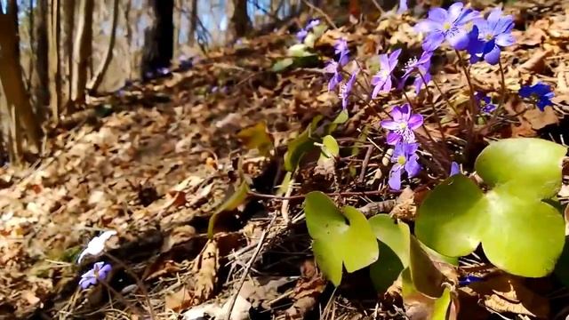 Людмила Горцуева - Вновь пришла весна (муз. и сл. Л.Горцуевой) смотреть онлайн