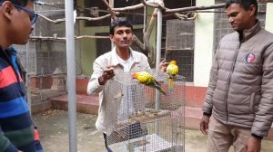 Finches & Java's New Setup Starts With Few Gouldian Finch /  Colorful Small Bird Breeding Farm.