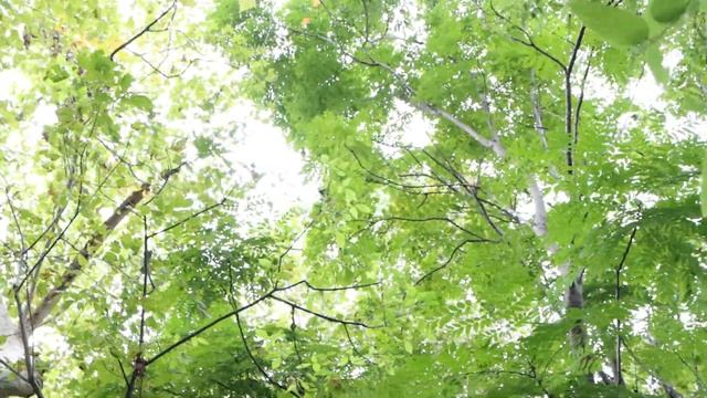 CANON 90D 24FPS 4K VIDEO TEST FOOTAGE смотреть онлайн