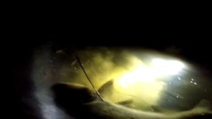 Подводная охота Тихорецк Краснодарский край. Толстолобик 11.7 кг.