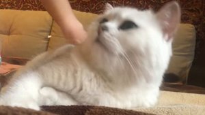 Кот любит ласку/милый котик/Стиви ласкается/Cat love