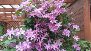 My garden. Clematis "Comtesse de Bouchaud" . Клематис, один из самых прекрасных.