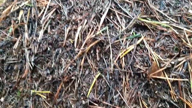 ЗА ГРИБАМИ.Я горе - грибник.ЧАСТЬ 2 смотреть онлайн