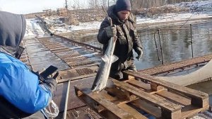 Тест мобильного аппарата УЗИ для осетровых