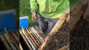 Предотвращаем роение, делаем отводки в новые улья.