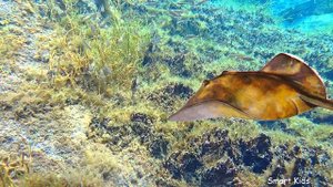 Animals in the Ocean | Learn Animals names and Sounds for Kids