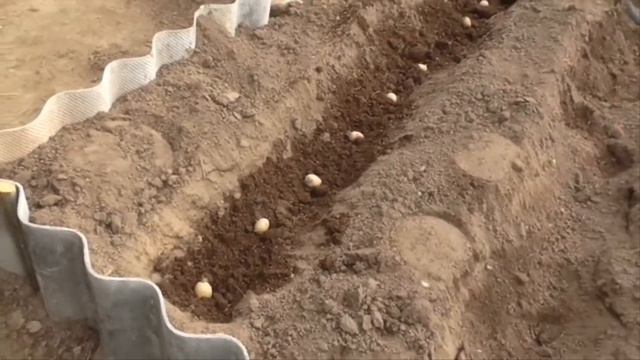 Защита от проволочника картофеля при посадке  Наш личный опыт, отличные результаты