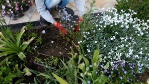 ЦВЕТНИК БУДЕТ ВСЕГДА УТОПАТЬ В ЦВЕТАХ ! БЕЗ ПИКИРОВКИ ЦИНИИ, ОДНОЛЕТНИКИ, НЕПРЕРЫВНОЕ ЦВЕТЕНИЕ.
