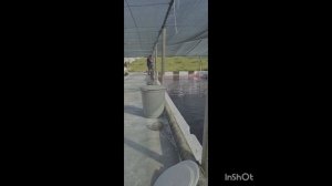Рыбоводство. Кормление осетров "мальков" . Выход из сложной ситуации с кормом