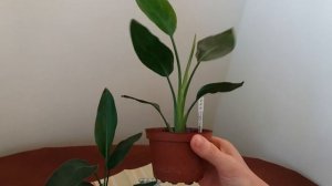 Стрелиция королевская. Райская птица из семян