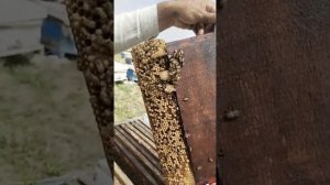 Пчеловодство.Как в Индии избавляются от роения и уменьшают заклещенность пчелосемей от клеща варроа