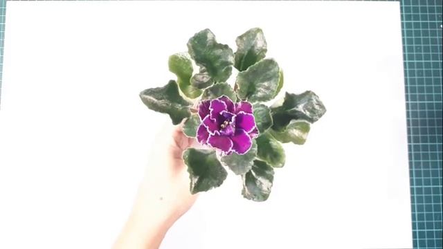 УДИВИТЕЛЬНЫЙ СПОРТ От Сорта ЛЕ МАЧО смотреть онлайн