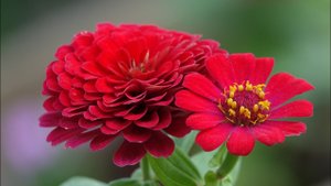 Донорство и обновление крови