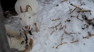 Зачем козам соль? Нужно ли козам давать соль?