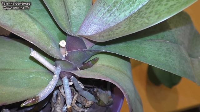 ?Орхидеи из коробки Преображение пятой орхидеи фаленопсис с крапом. Не ожидала от неё такого? смотреть онлайн