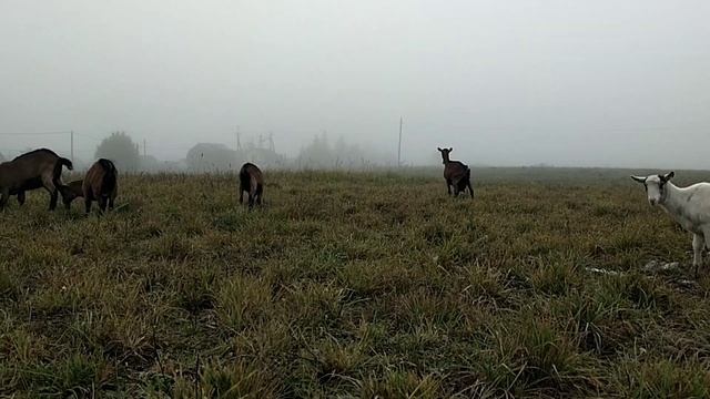 Козы в тумане?Стоило ли заводить корову Джерси?? смотреть онлайн