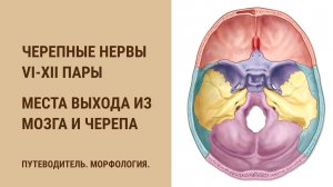 Черепные нервы. VI-XII пары. Места выхода из мозга и черепа