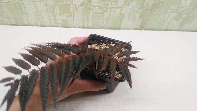 Begonia pteridiformis red form. Продажа. смотреть онлайн