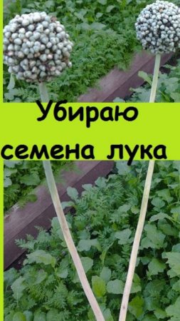 Начала собирать СЕМЕНА ЛУКА , такая работа запланирована в сентябре в огороде